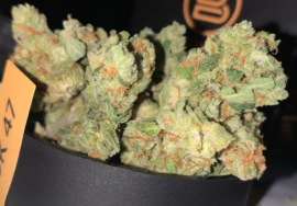 AK 47 Strain