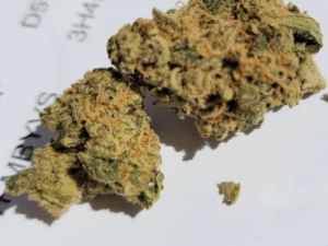 Blue Cheese Strain