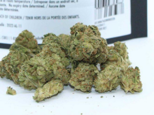 Blue Dream Strain