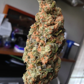 Cracker Jack Strain