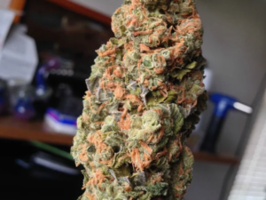 Cracker Jack Strain