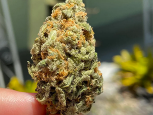 Grape God Strain