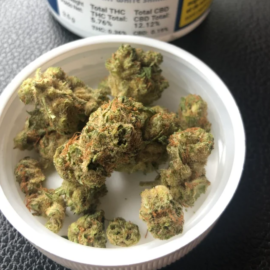 Great White Shark Strain