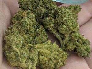 Hawaiian Cookies Strain