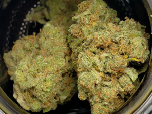 Hindu Kush Strain