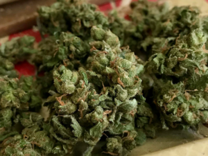 Jack Frost Strain