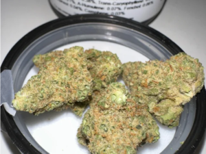 Jack Herer Strain