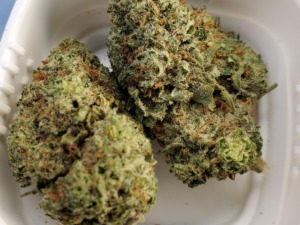 Mataro Blue Strain