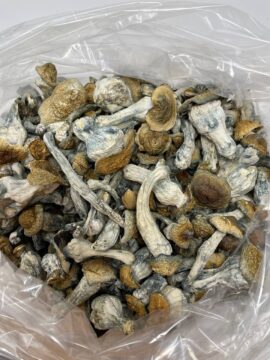 Psilocybin Mushrooms