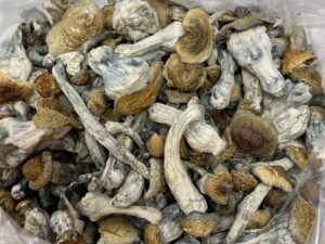 Psilocybin Mushrooms
