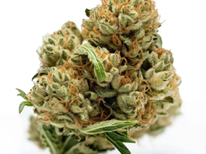 Northern Lights CBD seeds