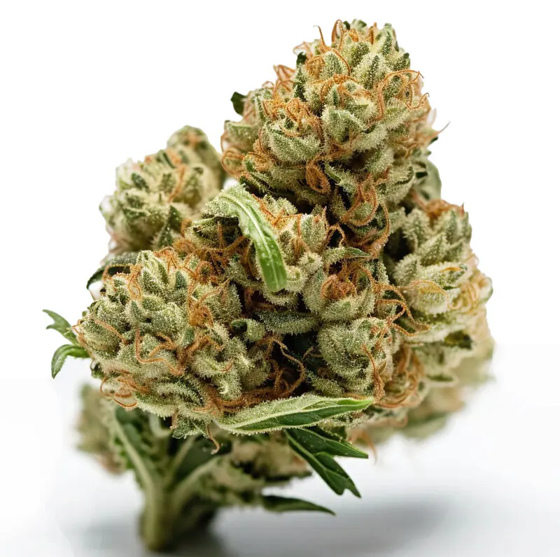 Northern Lights CBD seeds
