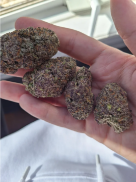 Purple Crack Strain