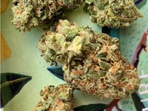 Dutch Treat Strain