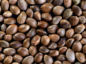 Top 44 Feminized Seeds