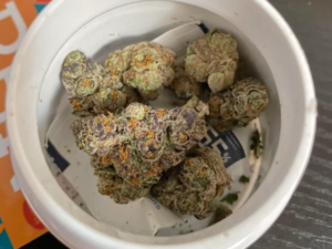 White Guava Strain