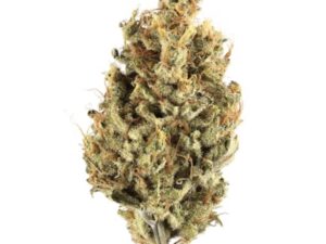 Afghani Hawaiian Strain